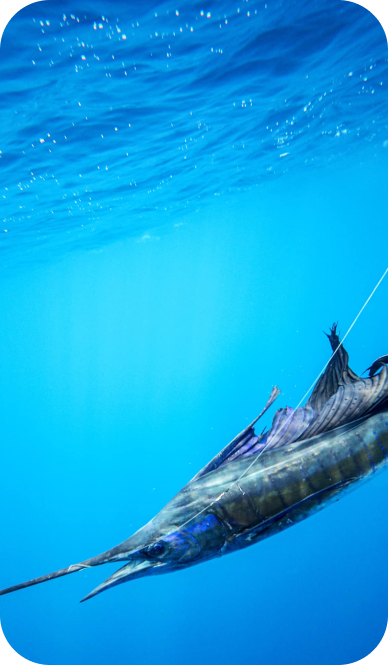 Sailfish catch