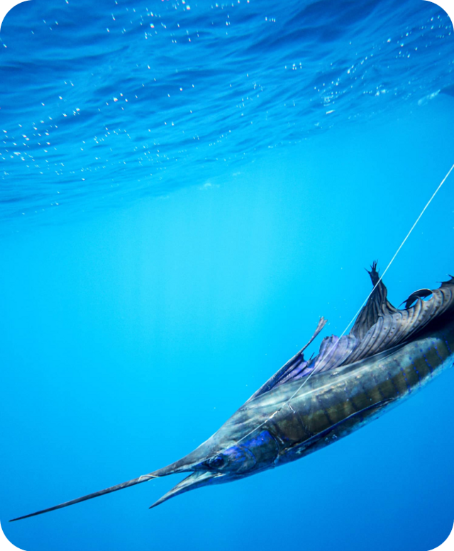 Sailfish underwater